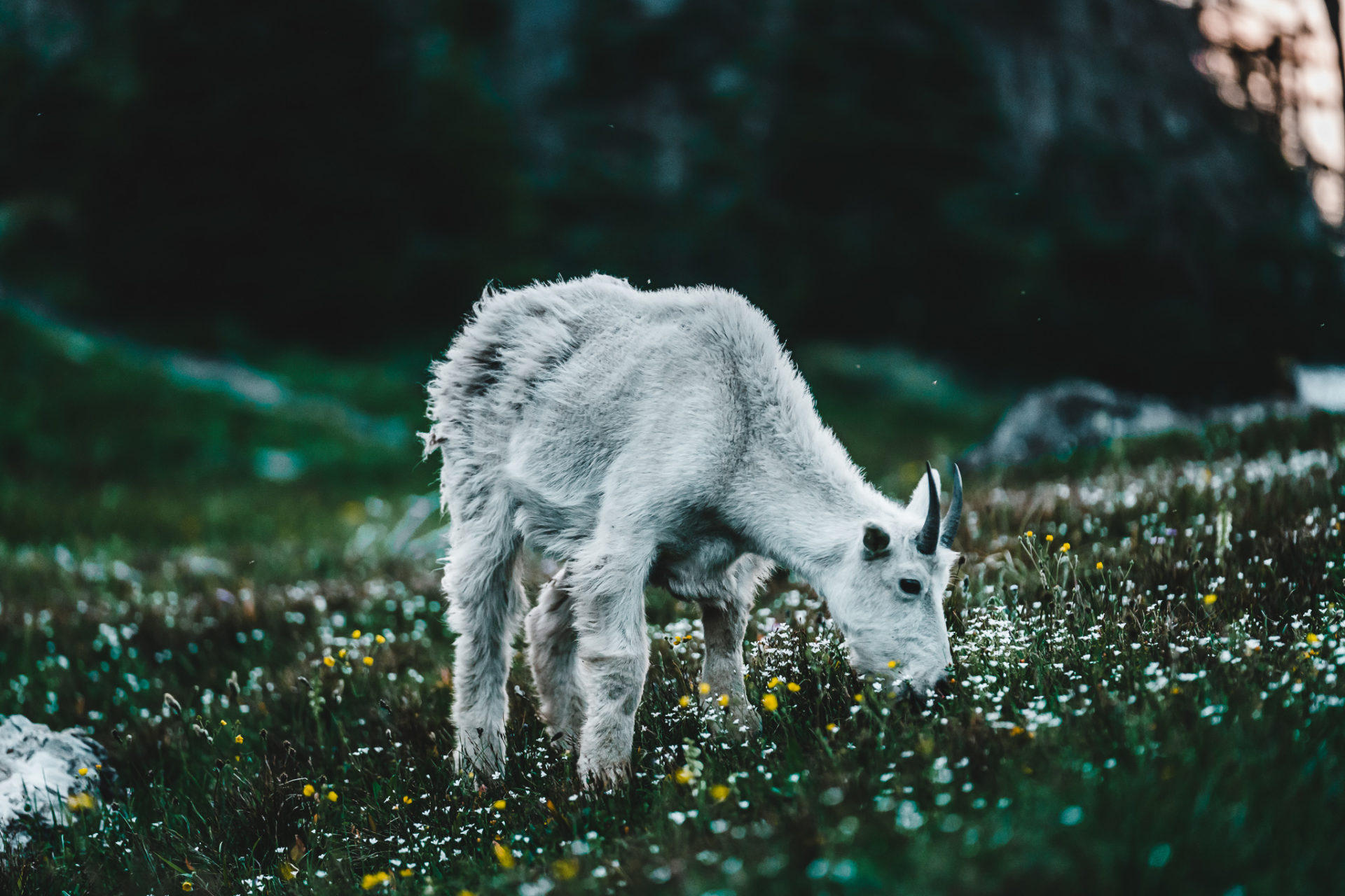 Mountain Goat in Glacier National Park